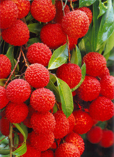 Fruit of the Holy Spirit Fruit of the Holy Spirit
